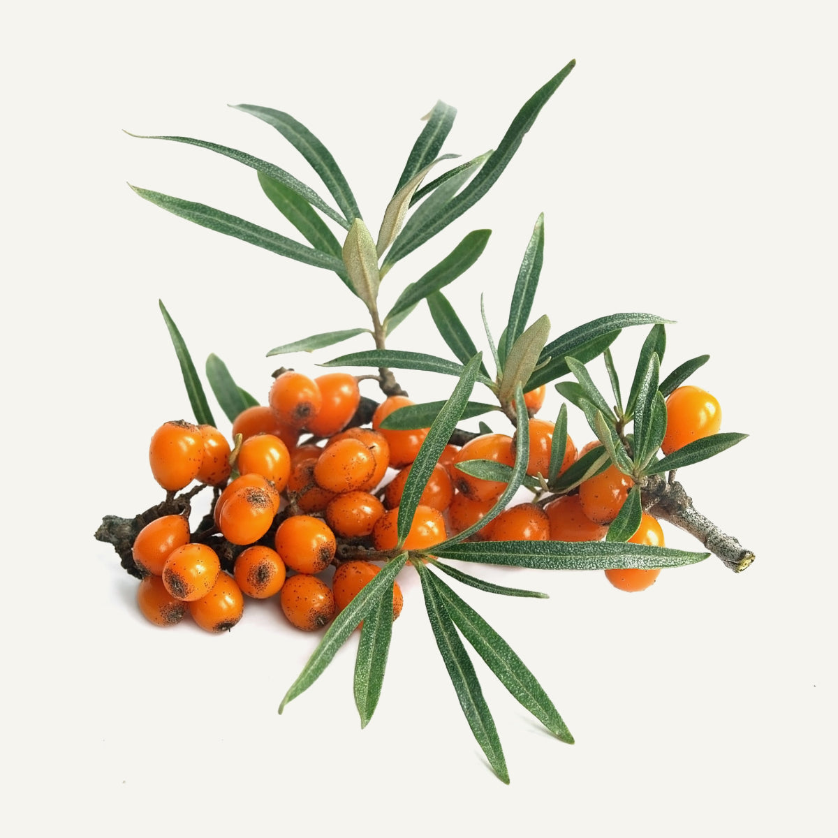 What Is Sea Buckthorn?