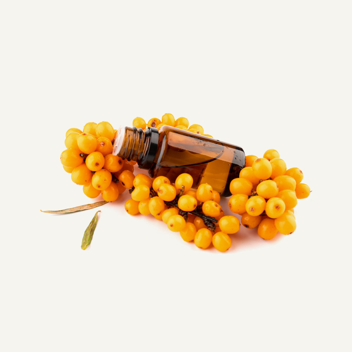Herbal Oil Extracts Traditionally Used in Herbal Medicines and Skin Treatments